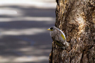 Australian Noisy Miner (Manorina melanocephala)