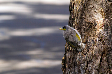 Australian Noisy Miner (Manorina melanocephala)