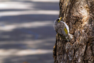 Australian Noisy Miner (Manorina melanocephala)