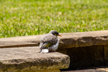 Australian Noisy Miner (Manorina melanocephala)