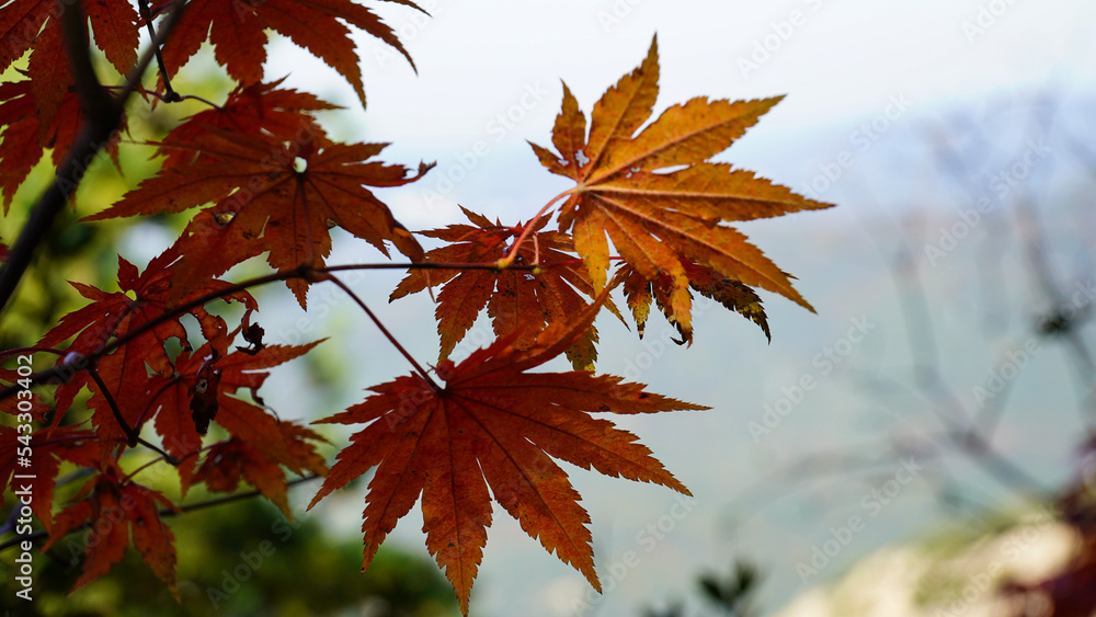 Wall mural the color of the red maple tree of bukhansan mountain in autumn.
