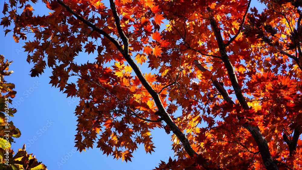 Sticker the color of the red maple tree of bukhansan mountain in autumn.