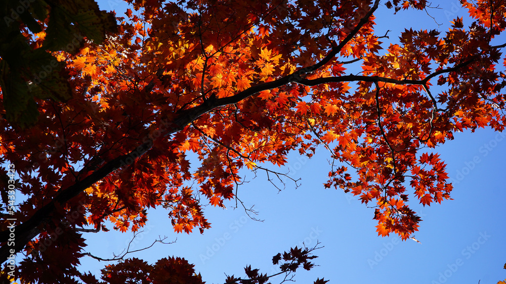 Sticker the color of the red maple tree of bukhansan mountain in autumn.