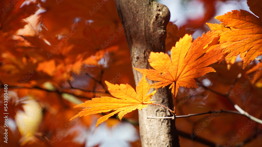 Wall mural the color of the red maple tree of bukhansan mountain in autumn.
