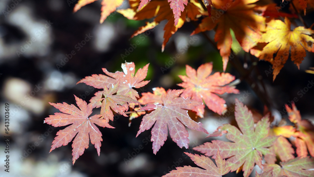 Wall mural autumn representation of the red maple tree.