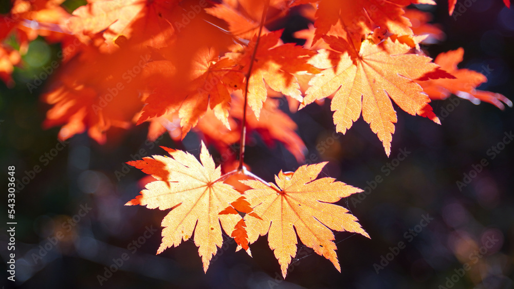 Sticker autumn representation of the red maple tree.