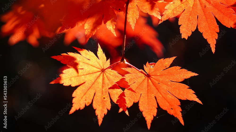 Wall mural autumn representation of the red maple tree.