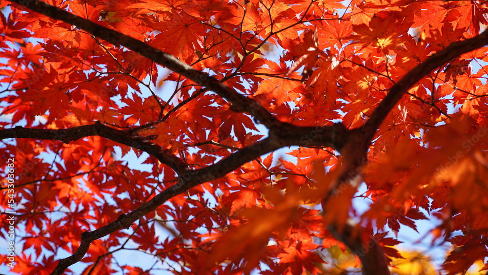 Sticker autumn representation of the red maple tree.