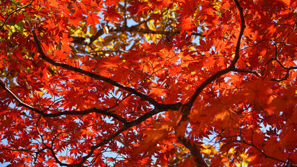 Autumn representation of the red maple tree.