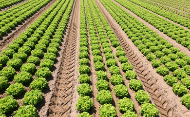 field cultivated with cabbage salad growing on the fertile soil