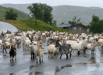 Ziegenherde in Norwegen