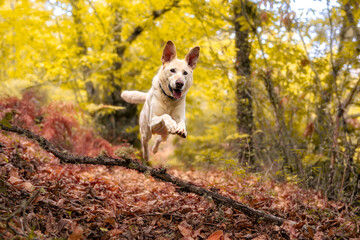 Dog jumping a chestnut branch in the middle of autumn