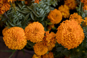 dia de muertos en el pueblo mágico de tlaquepaque jalisco méxico