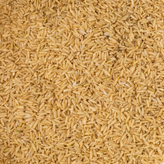 Dry brown long grain rice solid background