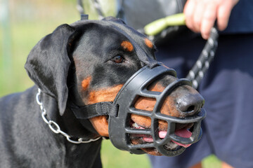 black dog breed Doberman with muzzle on his mouth