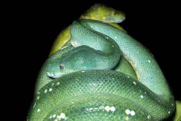 Fototapeta premium Green Python. A tree python. Morelia viridis.