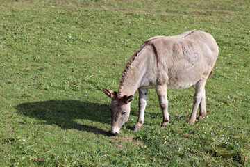 donkey with long ears grazes the grass