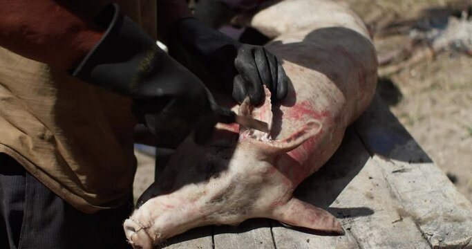 PEELING, GUTTING AND PREPARING THE PIG FOR COOKING