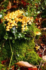 Champignons de Noël