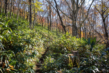 日本の鳥取県大山のとても美しい秋の風景
