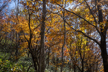 日本の鳥取県大山のとても美しい秋の風景