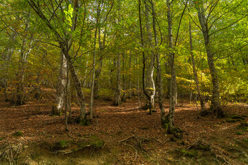 Beech forest in autumn in Soto de Sajambre within the Picos de Europa National Park in Spain