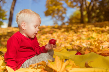 a little boy in a red sweater sits in the leaves and eats an apple against the background of yellow autumn trees