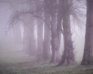 Mysterious forest scenery on a foggy day