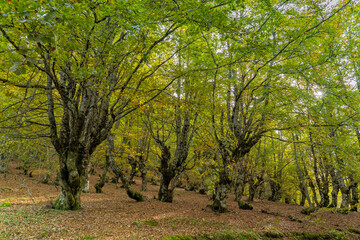 Beech forest in autumn in Soto de Sajambre within the Picos de Europa National Park in Spain