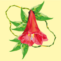chile copihue national flower or Lapageria rosea, Chilean colorful bellflower flora and fauna, full vector plant illustration 