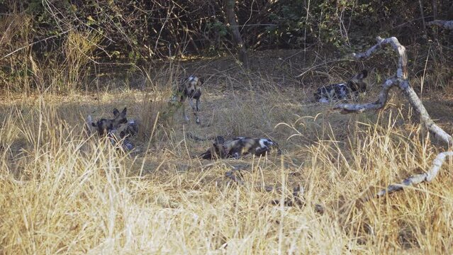 Amazing close-up of a herd of wild dogs with cubs in the african savannah