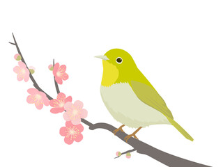 メジロと梅_ベクターイラスト