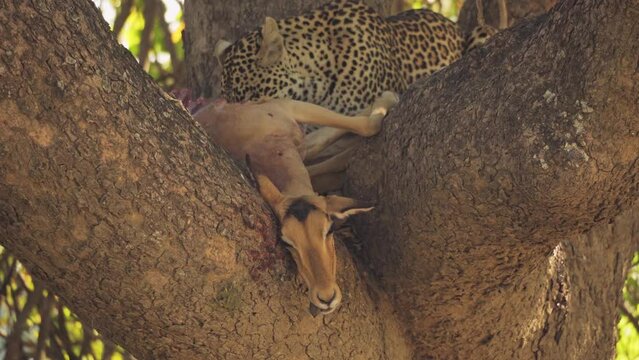 Incredible close-up of a beautiful wild leopard feeding on an impala carcass on a tree.  