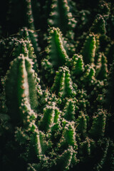 close up of ccactus