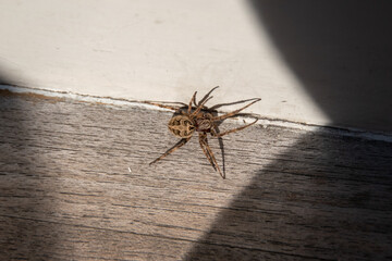 spider on the wall