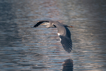 Ein Graureiher mit ausgebreiteten Flügeln gleitet im Flug über die Wasseroberfläche eines Sees
