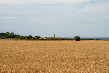 Fototapeta na wymiar field of wheat with a lighthouse