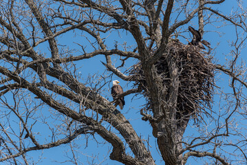 A Bald Eagle Perched In A Tree With A Fledgling In The Nest