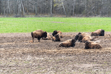 A Small Group Of Buffalo Resting