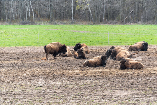 A Small Group Of Buffalo Resting © Barbara
