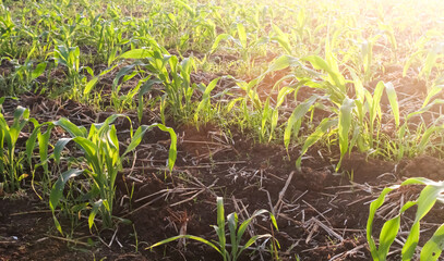 Corn seeds sprouted from the abundant soil and the sun shone in the morning.