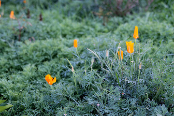 Alpine poppy natural background, orange flowers background image, flowers in the garden.