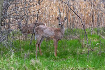 Urban Dear Feeding On New Grass In Spring