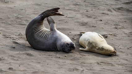 Curling and Sleeping Elephant Seals © Randy Runtsch