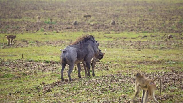 Amazing close-up of two of warthogs fighting in the african savannah
