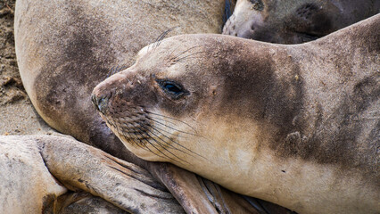 Relaxing Elephant Seal