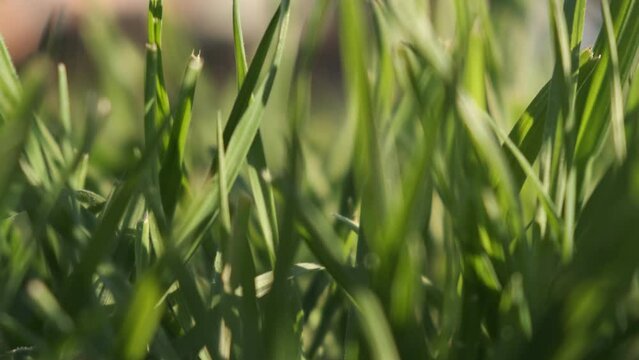Hierba desde la perspectiva del suelo en primavera. Por la ma&ntilde;ana