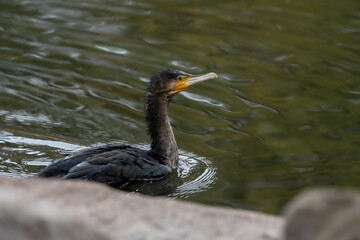 Cormorant is swimming