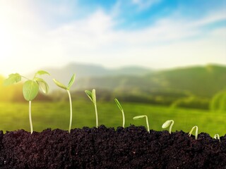 A green small sprout in the agricultural field.