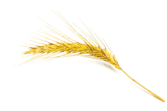Rye grain. Whole, barley, harvest wheat sprouts. Wheat grain ear